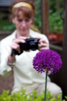 Lady in garden photographing 'Allium Purple Sensation'