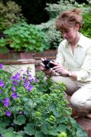 Lady in garden photographing Geranium Kashmir Purple and Alchemilla mollis