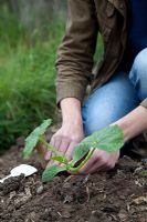 Planting a courgette plant on compost enriched bed, using trowel, Courgette Green Bush