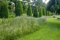 Flower meadow with mown path and Carpinus betulus - Hornbeam avenue