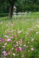 Summer meadow with seating area under fruit trees and planting of Cosmos bipinnatus and Helichrysum
