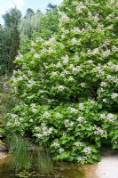 Catalpa bignonioides - Indian Bean Tree