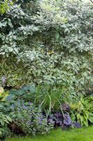 Cornus alba 'Variegata', Hosta 'Sieboldiana Elegans', Geranium wlassovianum, Heuchera 'Palace Purple'