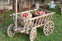 Harvested Apples on rustic wooden cart