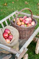Harvested Apples on rustic wooden cart
