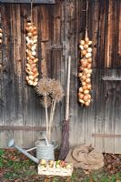 Onions drying on a rustic barn door