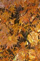 Acer palmatum 'Dissectum Ornatum'