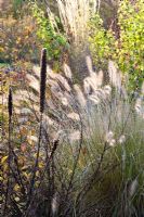 Liatris spicata 'Floristan Weiss', Pennisetum alopecuroides 'Herbstzauber'