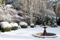 Buxus sempervirens, Betula jacquemontii and fountain in winter garden