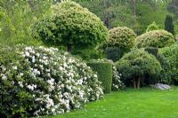 Rhododendron 'Cunningham's White', Pinus and Acer platanoides 'Globosum'