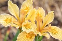 Iris innominata - A Pacific coast Iris flowering in May