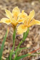Iris innominata - A Pacific coast Iris flowering in May 