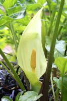 Arum italicum - Lords and ladies flowering in May 