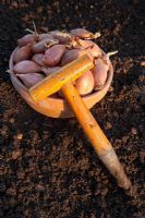 Shallots 'Pesandor', ready for planting in late winter. Hazel dibber and teracotta bowl full of shallots
