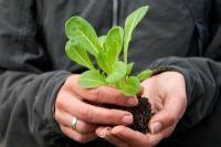 Woman holding organic Lettuce 'Little Gem' seedling ready for transplanting
