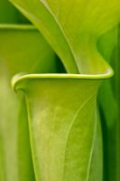 Sarracenia flava - Pitcher Plant, all green form