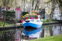 Colourful display of containers of Tulips and Bellis on barge, Spring 
