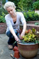 Lady topping decorative pot with stone chippings, planting includes Trachelospermum asiaticum