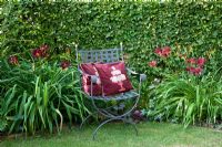 Metal chair with purple cushions backed by a Carpinus betulus - Hornbeam hedge. Hemerocallis 'Diamant noir' and H. 'Couvre Feu'