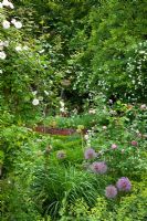 Summer garden with Alchemilla mollis, Allium aflatunense 'Purple Sensation' and Rosa 'Venusta Pendula'