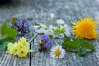 Flowers and leaves from a spring meadow on a wooden table - Aegopodium podagraria, Ajuga reptans, Bellis perennis, Cardamine pratensis,  Glechoma hederacea, Primula elatior, Taraxacum officinale and Sanguisorba minor