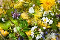 Mix of meadow flowers - Ajuga reptans, Bellis perennis, Cardamine pratensis, Taraxacum officinale and Sanguisorba minor