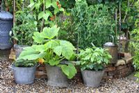 Urban garden with galvanised containers of tomatoes, French beans and courgettes, backed by raised brick bed with peas and runner beans 