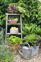 Wooden step ladder with harvested vegetables in containers, Parsley and Lettuce growing in pots, June.