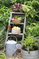 Wooden step ladder with harvested vegetables in containers. Lettuce growing in pot, June