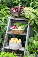Wooden step ladder with harvested vegetables in containers, June