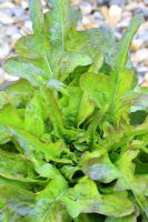 Lactuca - Lettuce 'Cocarde' in June