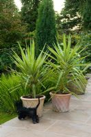 Yucca elephantipes 'Jewel' in terracotta pots - Greenways garden, Cheshire 