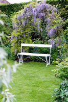 Arch of Wisteria 'Caroline' with white seat - Wickets, Essex, NGS 
