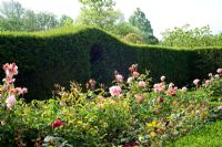Rose bed and Taxus - Yew hedge