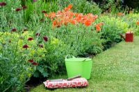 Garden utensils on lawn by 'hot' coloured border. Knautia macedonia, Achemilla mollis, Papaver orientale
