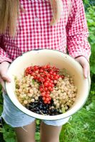 Girl holding enamel bowl of freshly picked Ribes rubrum and Ribes nigrum - Red, White and Black currants