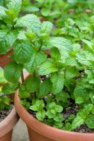 Mentha spicata 'Tashkent Mint' in pot