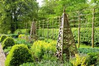 Late Spring border with wooden obelisk, pleached Tilia - Lime hedge, Thermopsis montana and topiary.