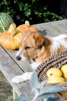 Jack Russell sitting on table with Squashes 