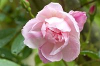 Rosa 'Mortimer Sackler' - David Austin Rose, May, Cannock Wood, UK