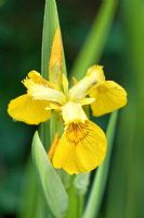Iris pseudacorus variegata - Yellow Flag Iris, May, Cannock Wood, UK