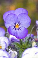 Viola 'Magnifico' in April - Cannock Wood, England UK 
