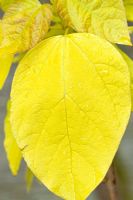 Large heart shaped leaves of Catalpa bignonioides 'Aurea' - The Golden Indian Bean tree in May, Cannock Wood, England UK