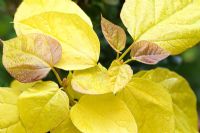 Large heart shaped leaves of Catalpa bignonioides 'Aurea' - The Golden Indian Bean tree in May, Cannock Wood, England UK
