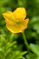 Meconopsis cambrica - Welsh Poppy, June, Cannock Wood, England UK