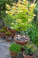 Patio with planted pots at High Meadow Garden in June Cannock Wood Staffordshire England UK