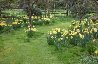 Daffodils in grass by wide grassed path 