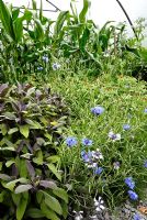 Zea mays - Sweetcorn 'Sugar Buns' with Lotus tetragonolobus - Asparagus Pea, Cornflower - Centaurea cyanea and Purple Sage - Salvia officinalis purpurea.