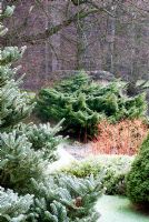 Cornus stems amongst evergreen trees in frost - Kilver Court, Somerset