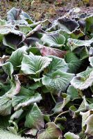 Bergenia leaves covered in frost